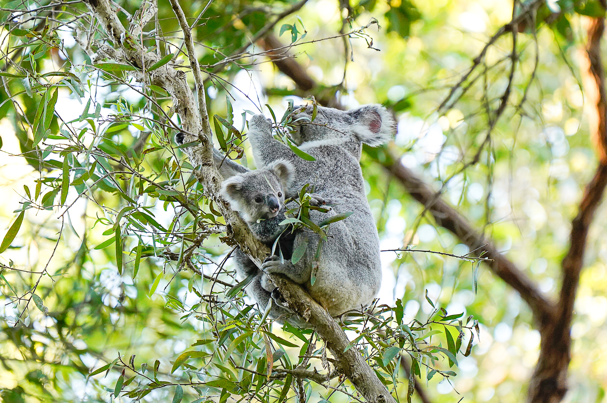 Photo credit: Ruth Huckstepp for Noosa Landcare