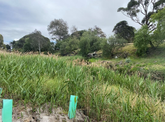 Growling Grass Frog Conservation Management Strategy