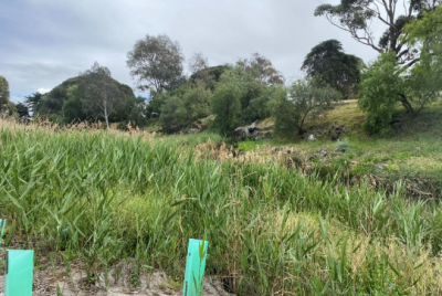 Growling Grass Frog Conservation Management Strategy